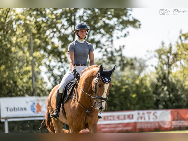 Caballo de deporte alemán Caballo castrado 9 años 178 cm Alazán in Aurach