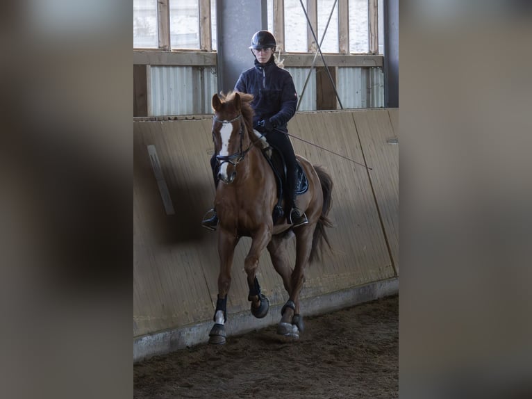 Caballo de deporte alemán Caballo castrado 9 años 178 cm Alazán in Aurach
