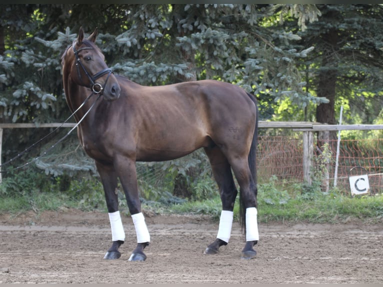 Caballo de deporte alemán Caballo castrado 9 años 178 cm Castaño in Hartenstein