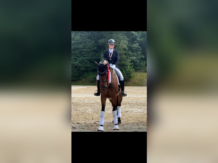 Caballo de deporte alemán Caballo castrado 9 años 178 cm Castaño oscuro in Innsbruck