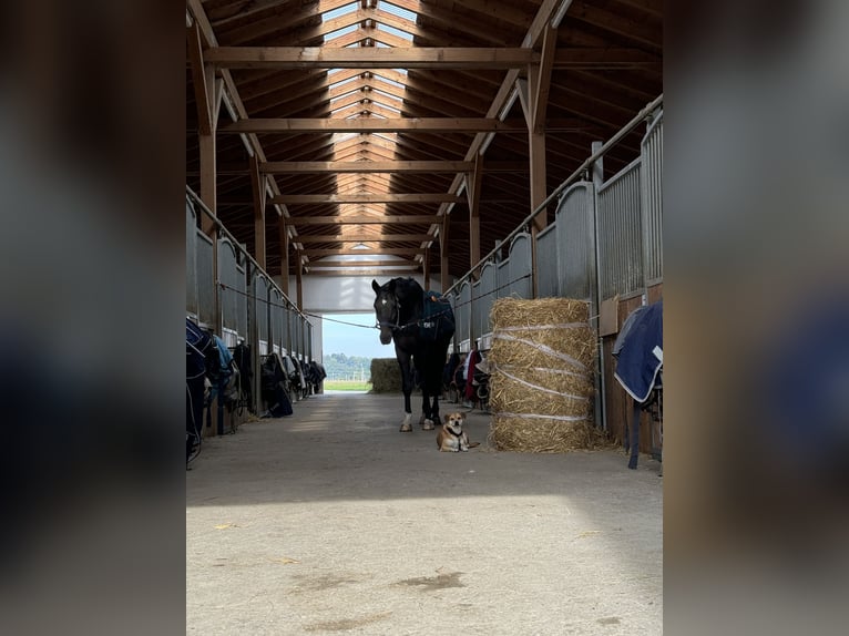 Caballo de deporte alemán Caballo castrado 9 años 178 cm Morcillo in Schweitenkirchen