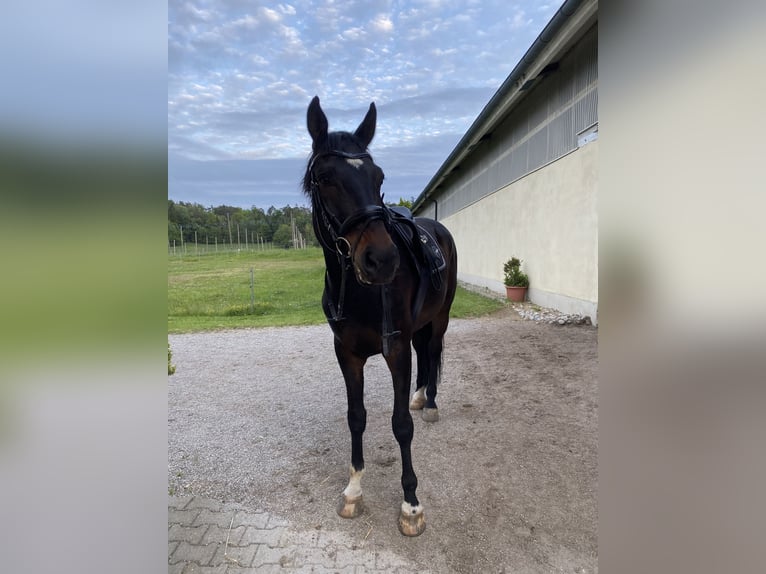 Caballo de deporte alemán Caballo castrado 9 años 178 cm Morcillo in Schweitenkirchen