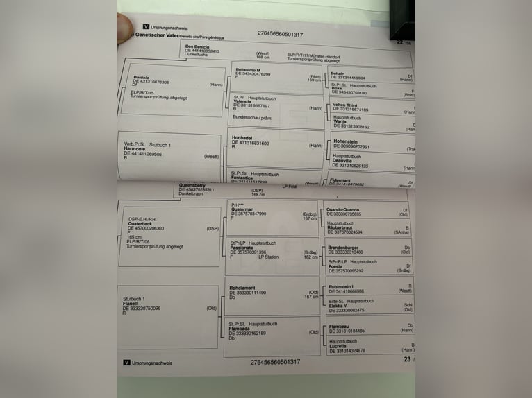 Caballo de deporte alemán Caballo castrado 9 años 180 cm Castaño in Langenenslingen