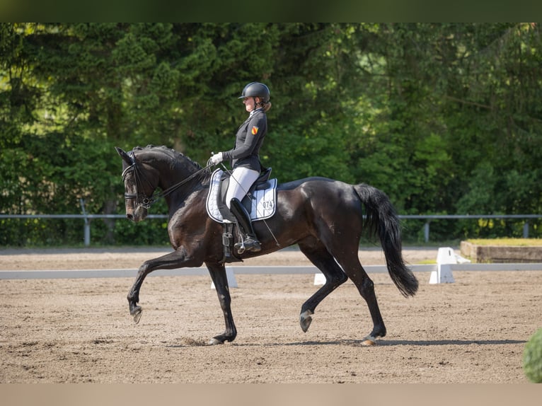 Caballo de deporte alemán Caballo castrado 9 años 180 cm Morcillo in Zaisenhausen