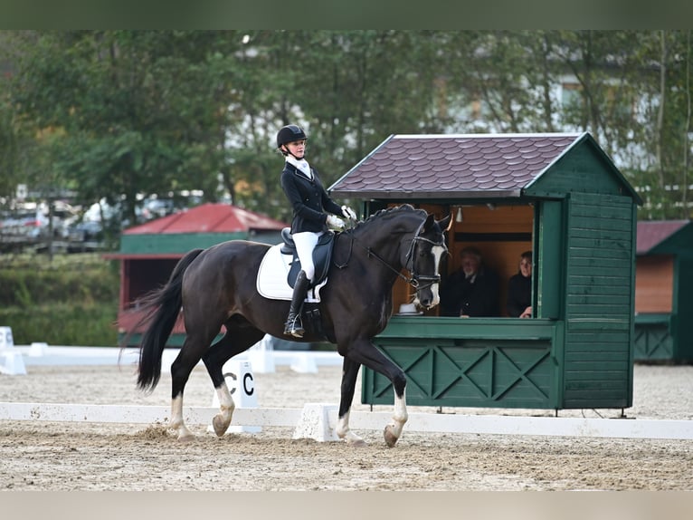 Caballo de deporte alemán Caballo castrado 9 años 180 cm Negro in Telfs