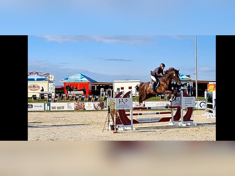 Caballo de deporte alemán Caballo castrado 9 años 182 cm Alazán-tostado in Bevern