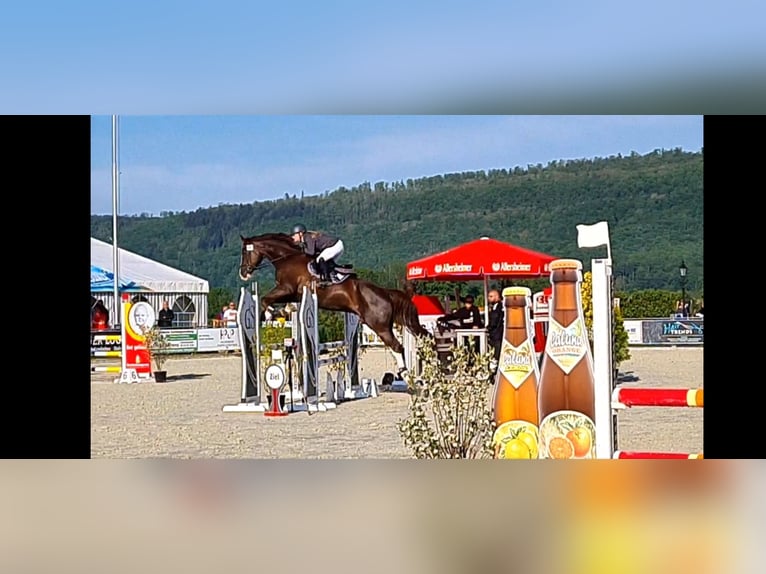 Caballo de deporte alemán Caballo castrado 9 años 182 cm Alazán-tostado in Bevern