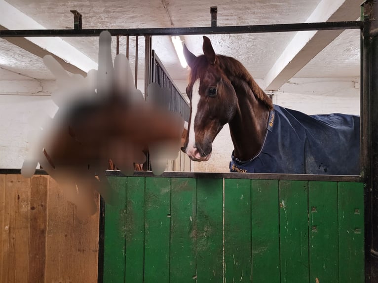 Caballo de deporte alemán Caballo castrado 9 años 182 cm Alazán-tostado in Bevern