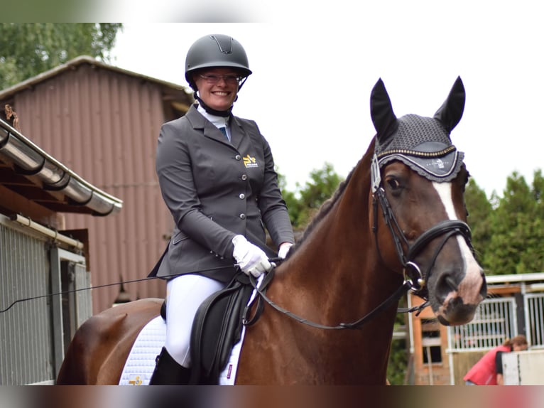 Caballo de deporte alemán Caballo castrado 9 años 182 cm Alazán-tostado in Bevern