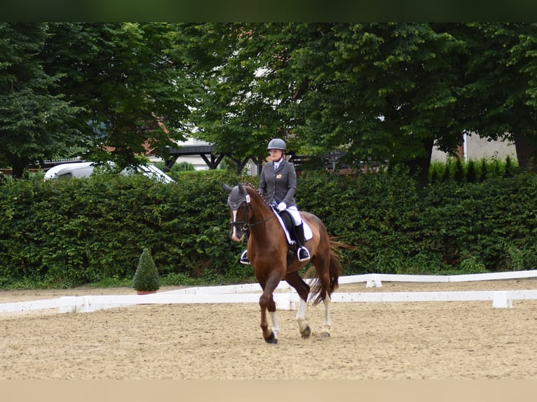 Caballo de deporte alemán Caballo castrado 9 años 182 cm Alazán-tostado in Bevern