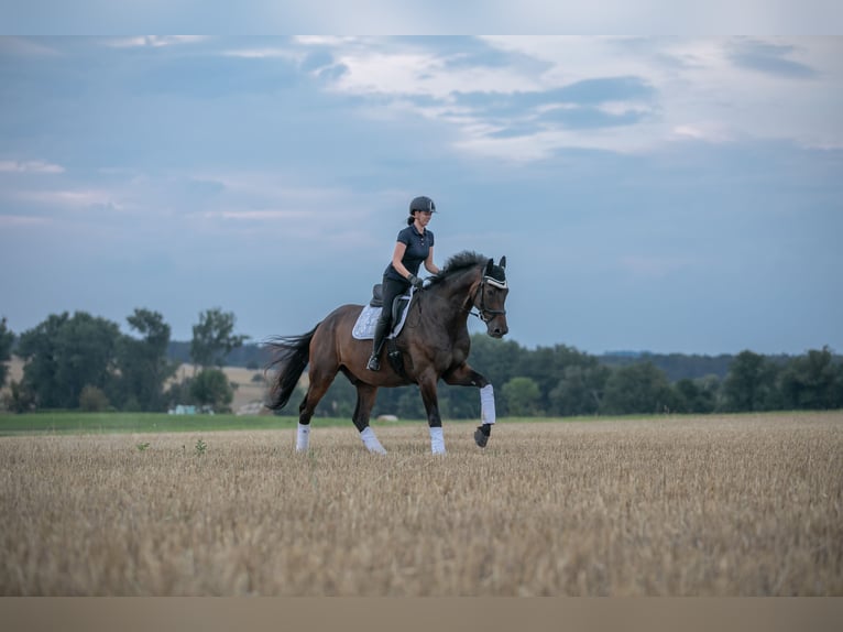 Caballo de deporte alemán Caballo castrado 9 años 182 cm Castaño in Radeberg