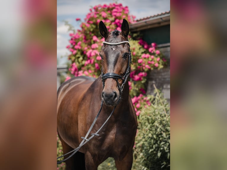 Caballo de deporte alemán Caballo castrado 9 años 182 cm Castaño in Radeberg