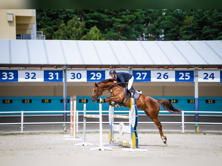 Caballo de deporte alemán Caballo castrado 9 años Alazán-tostado in FRANKFURT/ODER