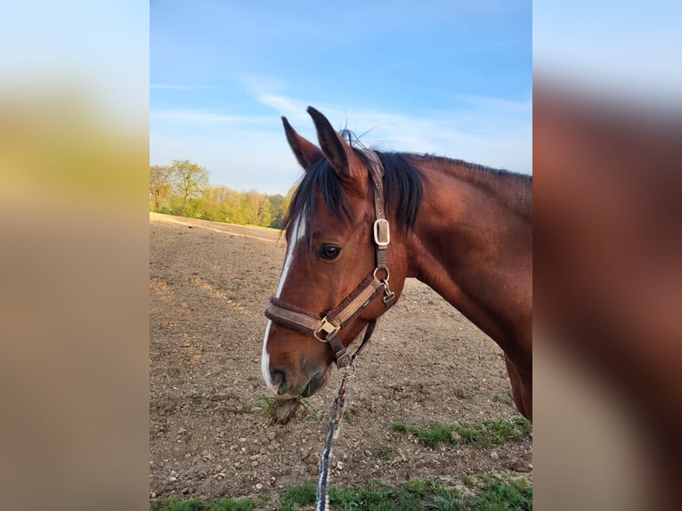 Caballo de deporte alemán Caballo castrado 9 años Castaño in Lichtenwald