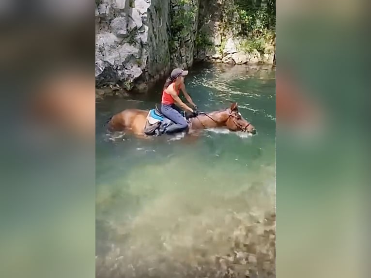 Caballo de deporte alemán Semental 10 años 165 cm Castaño in Belgrade