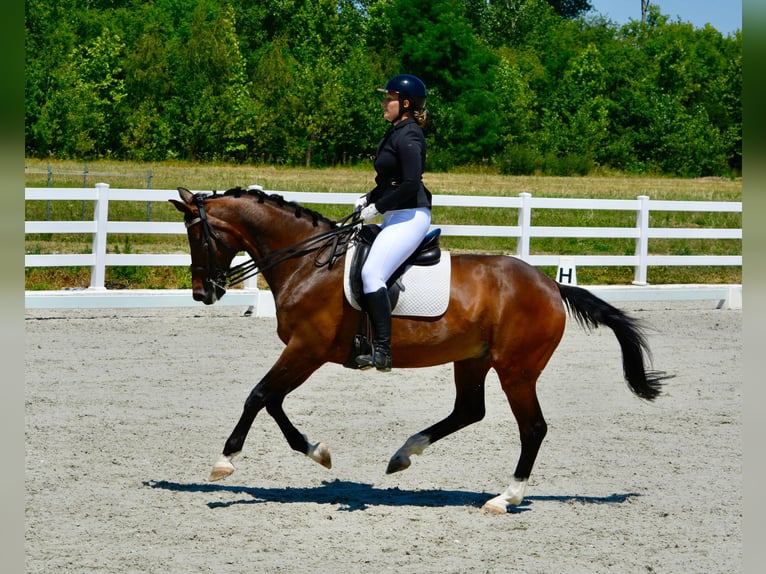 Caballo de deporte alemán Semental 10 años 165 cm Castaño in Belgrade