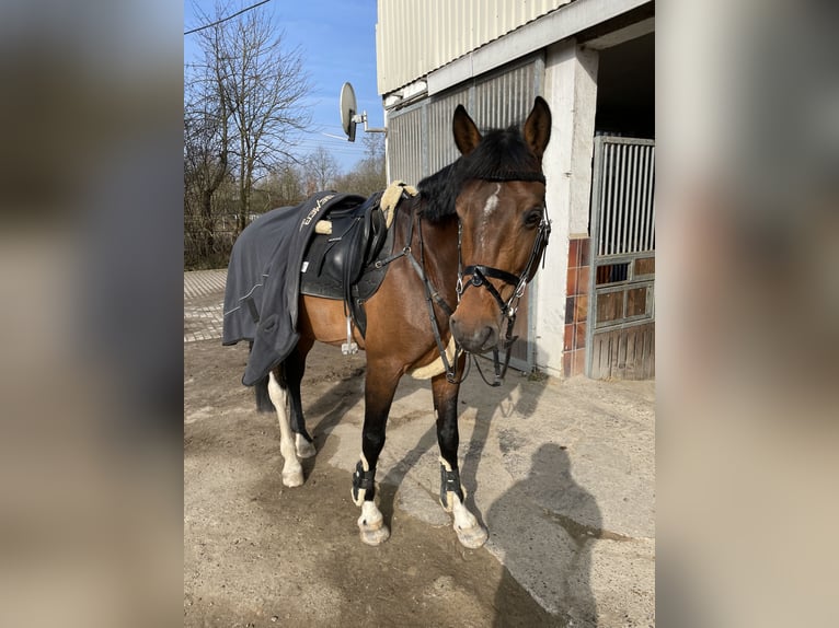 Caballo de deporte alemán Semental 10 años 170 cm Castaño in Göttingen