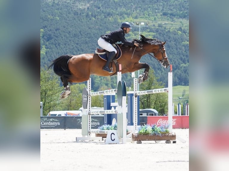 Caballo de deporte alemán Semental 10 años 170 cm Castaño in Viladecans