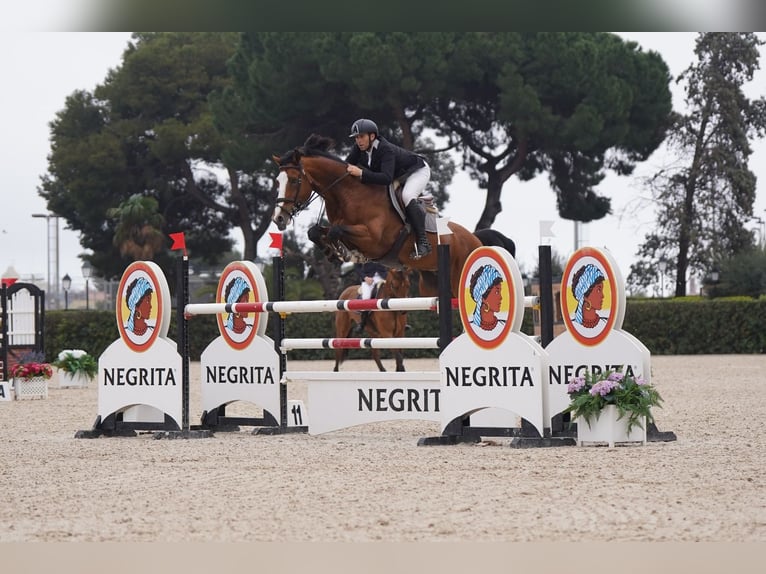 Caballo de deporte alemán Semental 10 años 170 cm Castaño in Viladecans