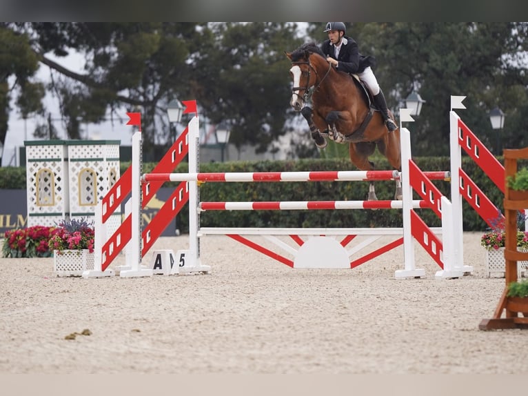 Caballo de deporte alemán Semental 10 años 170 cm Castaño in Viladecans