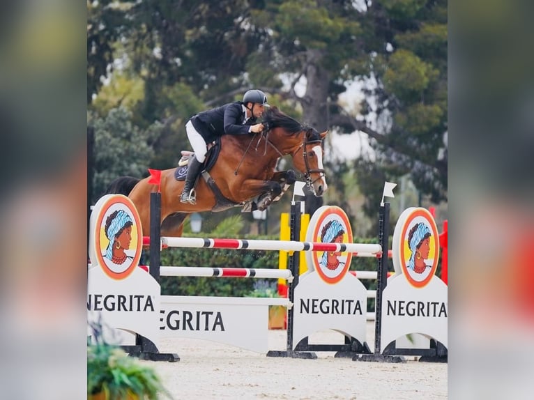 Caballo de deporte alemán Semental 10 años 170 cm Castaño in Viladecans