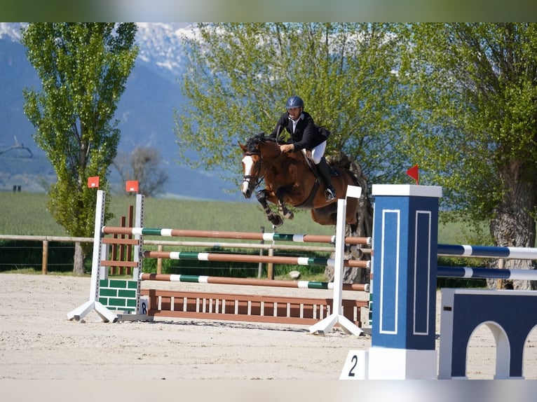 Caballo de deporte alemán Semental 10 años 170 cm Castaño in Viladecans