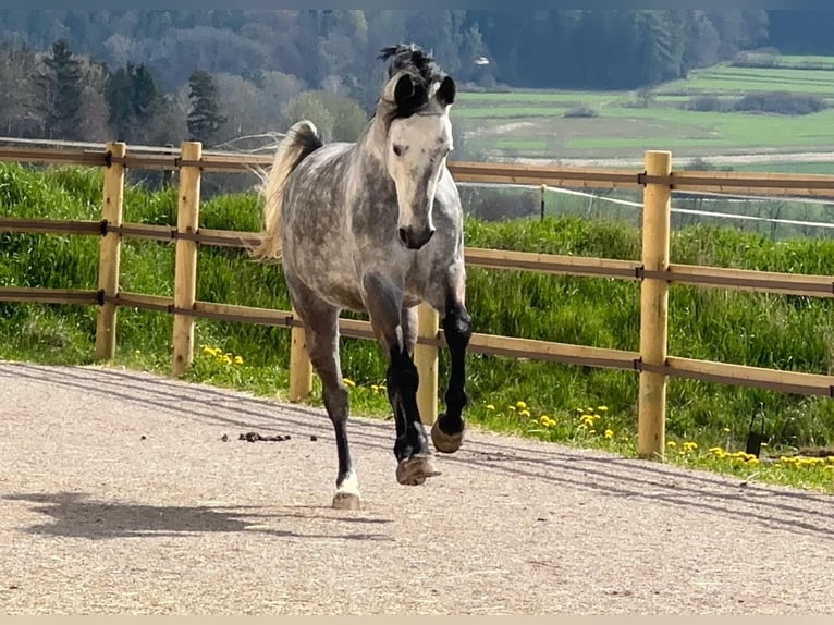 Caballo de deporte alemán Semental 10 años 172 cm Tordo rodado in Sch&#xF6;ntha