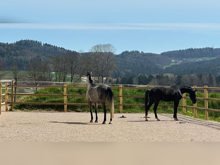 Caballo de deporte alemán Semental 10 años 172 cm Tordo rodado in Sch&#xF6;ntha