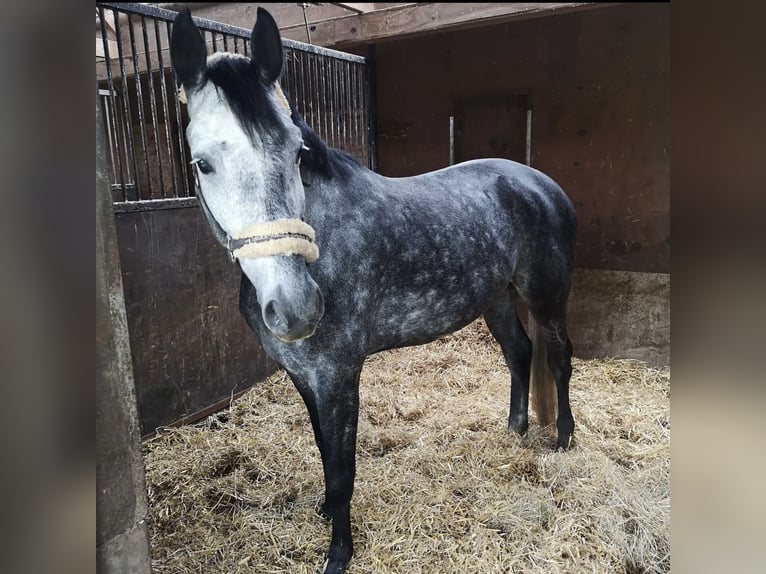 Caballo de deporte alemán Semental 10 años 172 cm Tordo rodado in Sch&#xF6;ntha