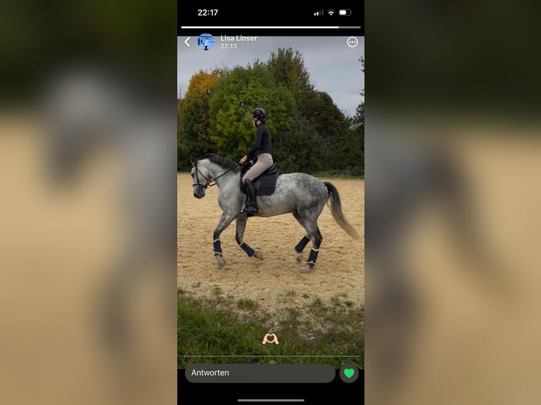 Caballo de deporte alemán Semental 10 años 172 cm Tordo rodado in Sch&#xF6;ntha