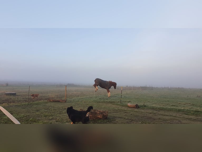 Caballo de deporte alemán Semental 10 años 180 cm Alazán in Fluorn-Winzeln