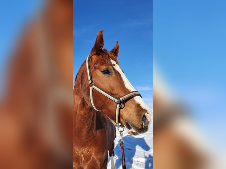 Caballo de deporte alemán Semental 10 años 180 cm Alazán in Fluorn-Winzeln