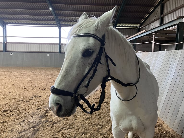 Caballo de deporte alemán Semental 10 años in Burscheid