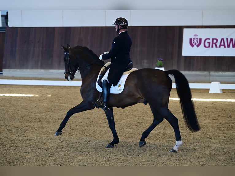 Caballo de deporte alemán Semental 12 años 168 cm Castaño oscuro in Goch