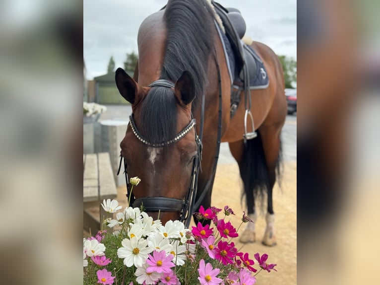 Caballo de deporte alemán Semental 12 años 173 cm Castaño in Vechta