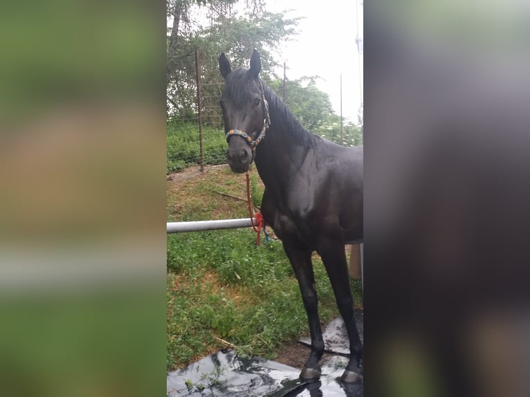 Caballo de deporte alemán Semental 15 años 165 cm Negro in Neustadt an der Orla