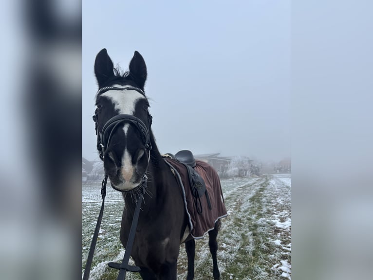 Caballo de deporte alemán Semental 16 años 165 cm Negro in Albstadt