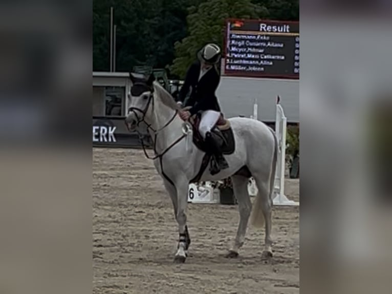 Caballo de deporte alemán Semental 16 años 165 cm Tordo in Borstel