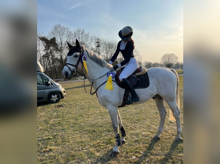 Caballo de deporte alemán Semental 16 años 165 cm Tordo in Borstel