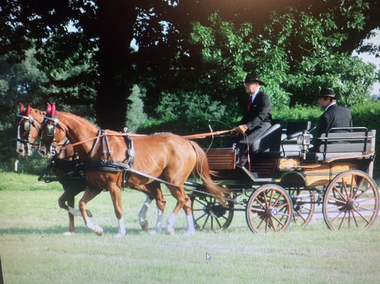 Caballo de deporte alemán Semental 17 años in Nauen