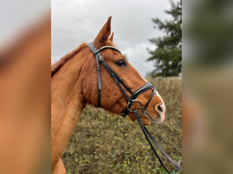 Caballo de deporte alemán Semental 17 años in Nauen