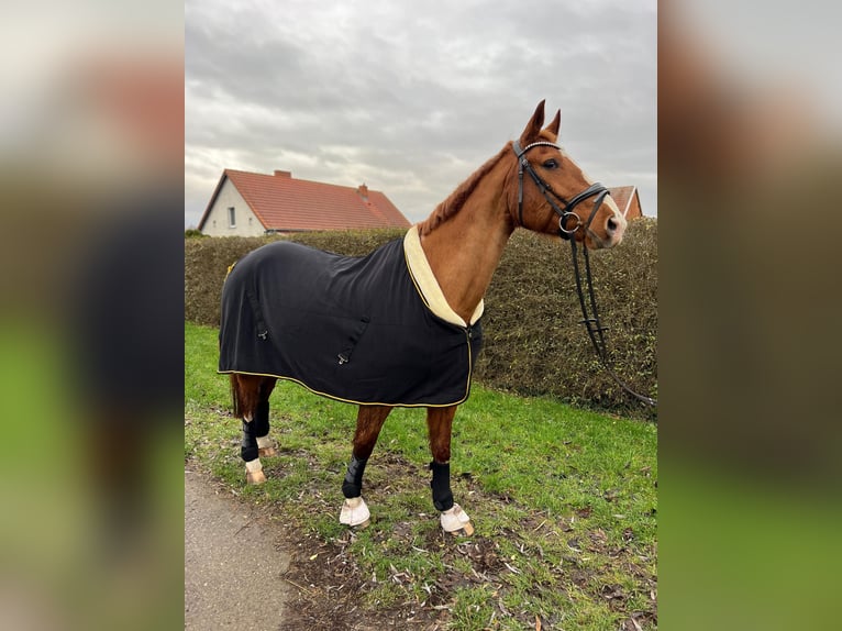 Caballo de deporte alemán Semental 17 años in Nauen