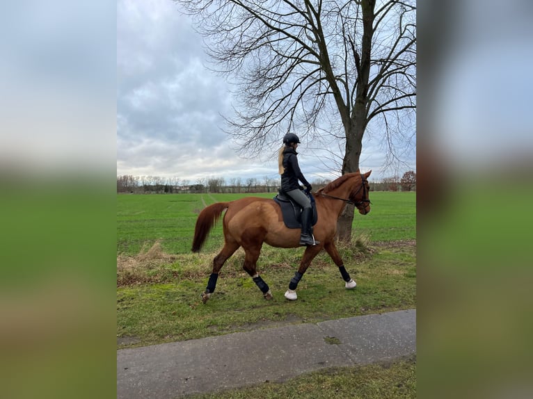 Caballo de deporte alemán Semental 17 años in Nauen