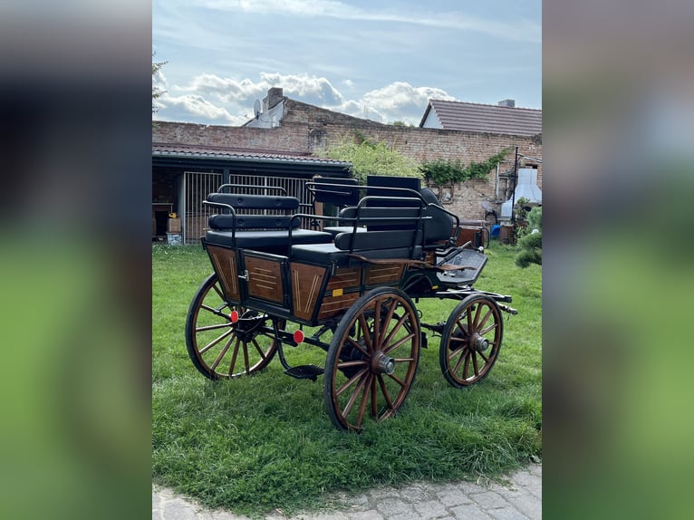 Caballo de deporte alemán Semental 17 años in Nauen