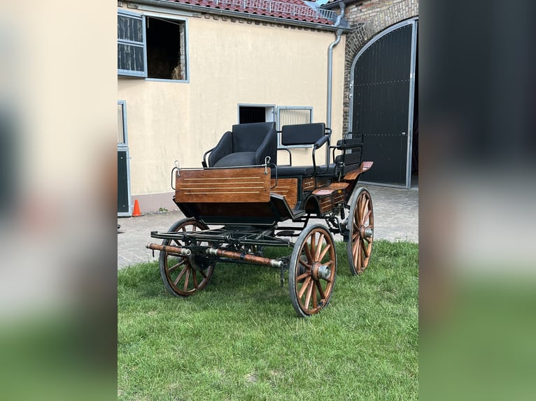 Caballo de deporte alemán Semental 17 años in Nauen