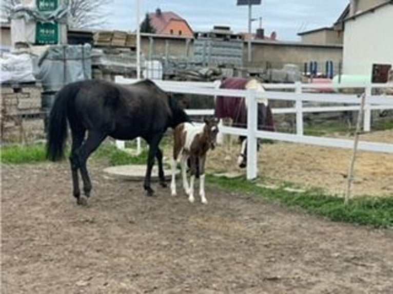 Caballo de deporte alemán Semental 1 año 110 cm Pío in Rötha