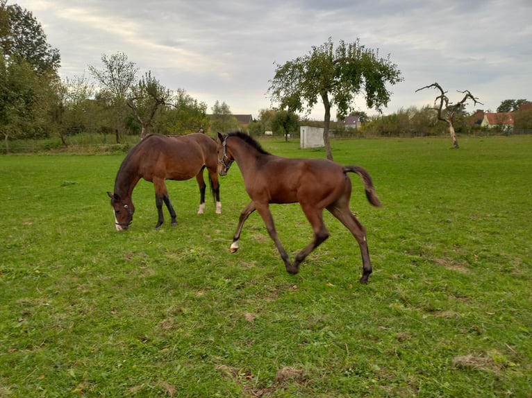 Caballo de deporte alemán Semental 1 año 140 cm Castaño in Kemberg