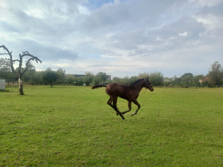 Caballo de deporte alemán Semental 1 año 140 cm Castaño in Kemberg