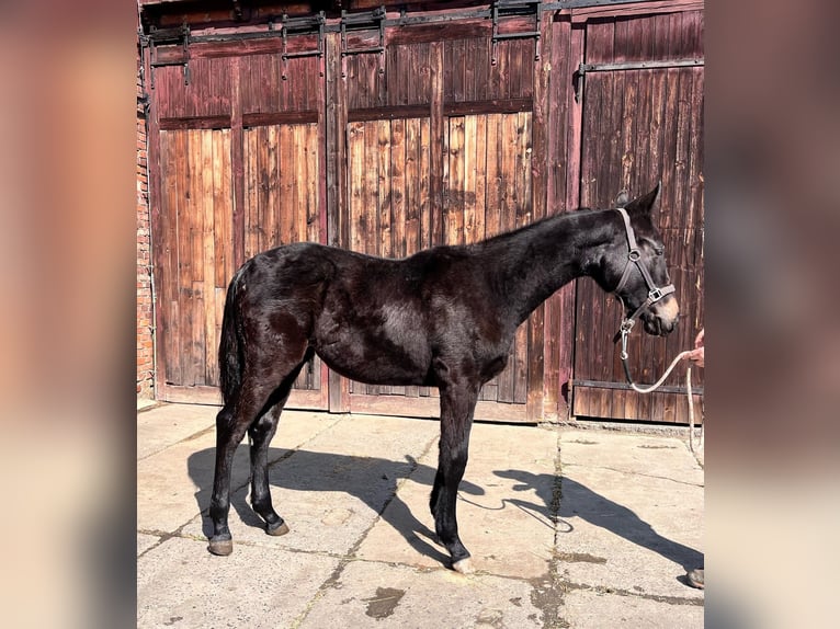Caballo de deporte alemán Semental 1 año 140 cm Negro in Zeulenroda