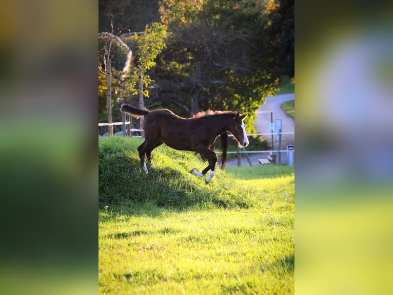 Caballo de deporte alemán Semental 1 año 143 cm Castaño oscuro in Immenstaad am Bodensee